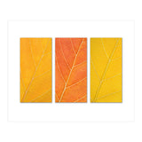 Autumn Leaves (Print Only) thumbnail