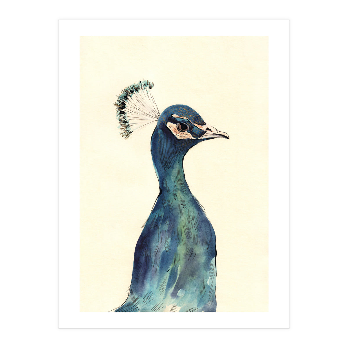 Peacock (Print Only)