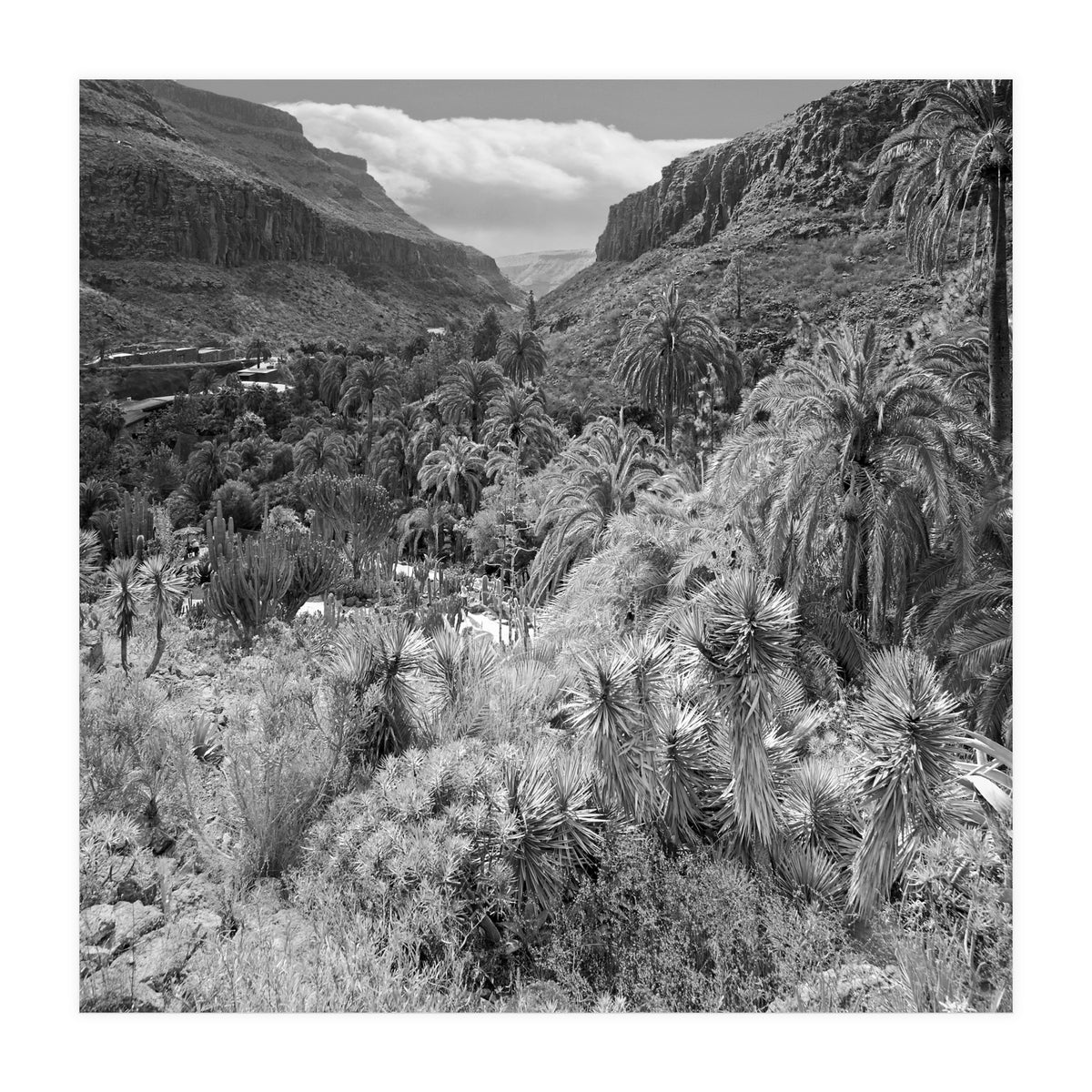 Los Palmitos (Print Only)