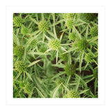 Green thistles (Print Only) thumbnail