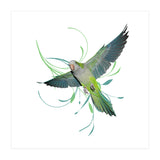 Flying quaker parrot (Print Only) thumbnail