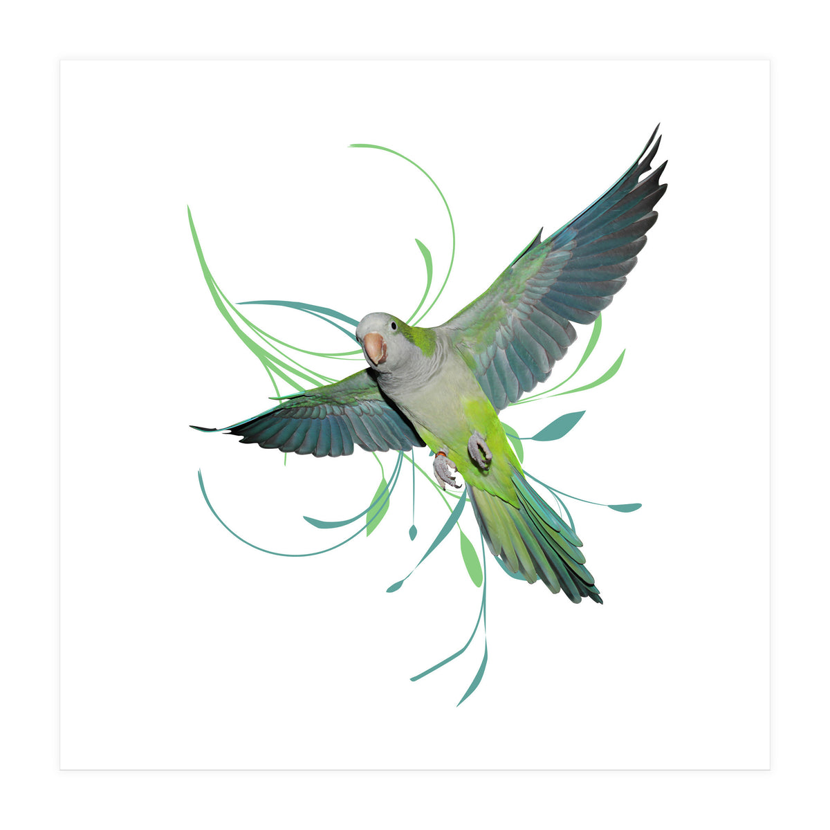 Flying quaker parrot (Print Only)