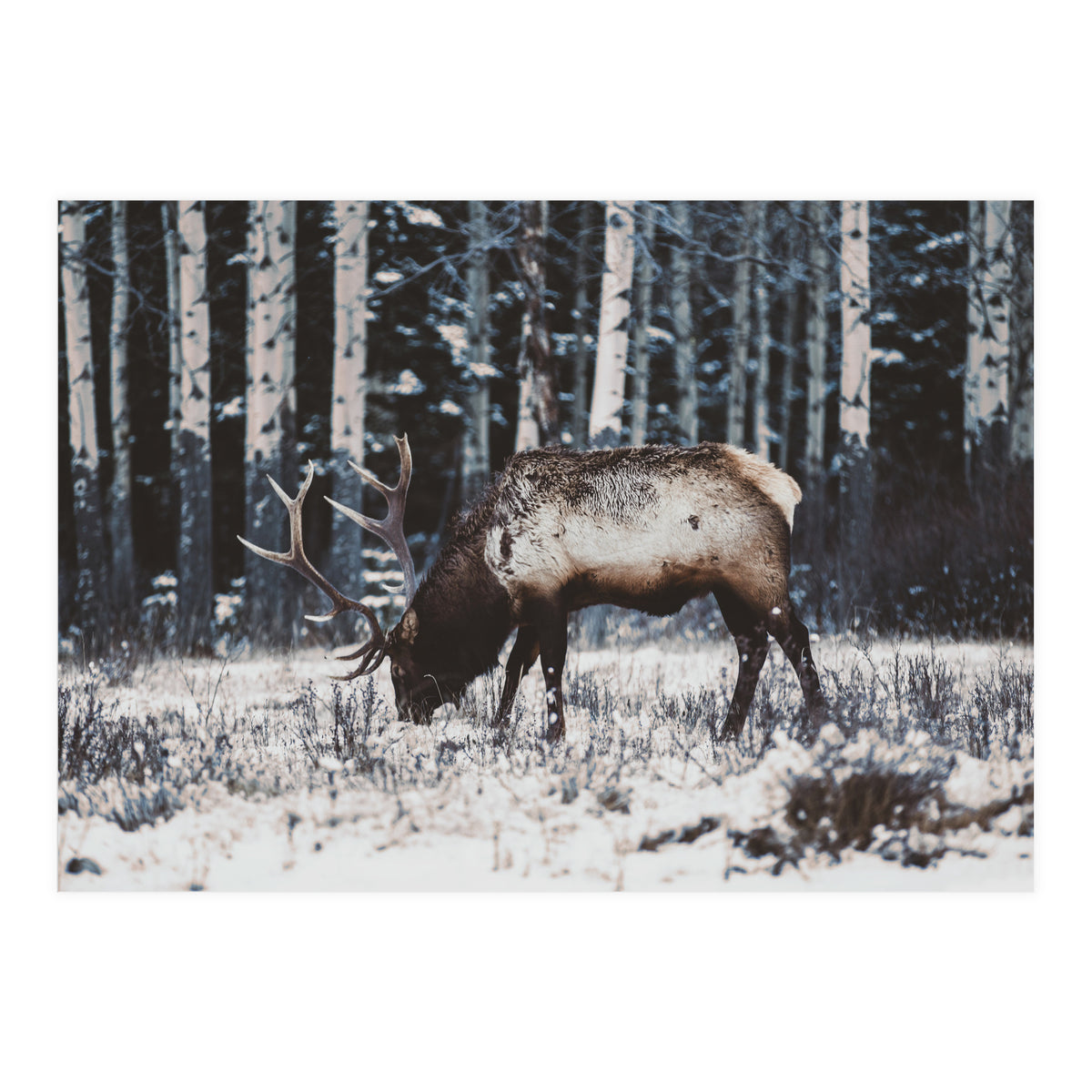 animal print (Print Only)