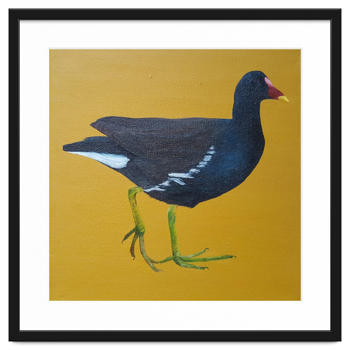 Moorhen