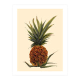Pineapple (Print Only) thumbnail