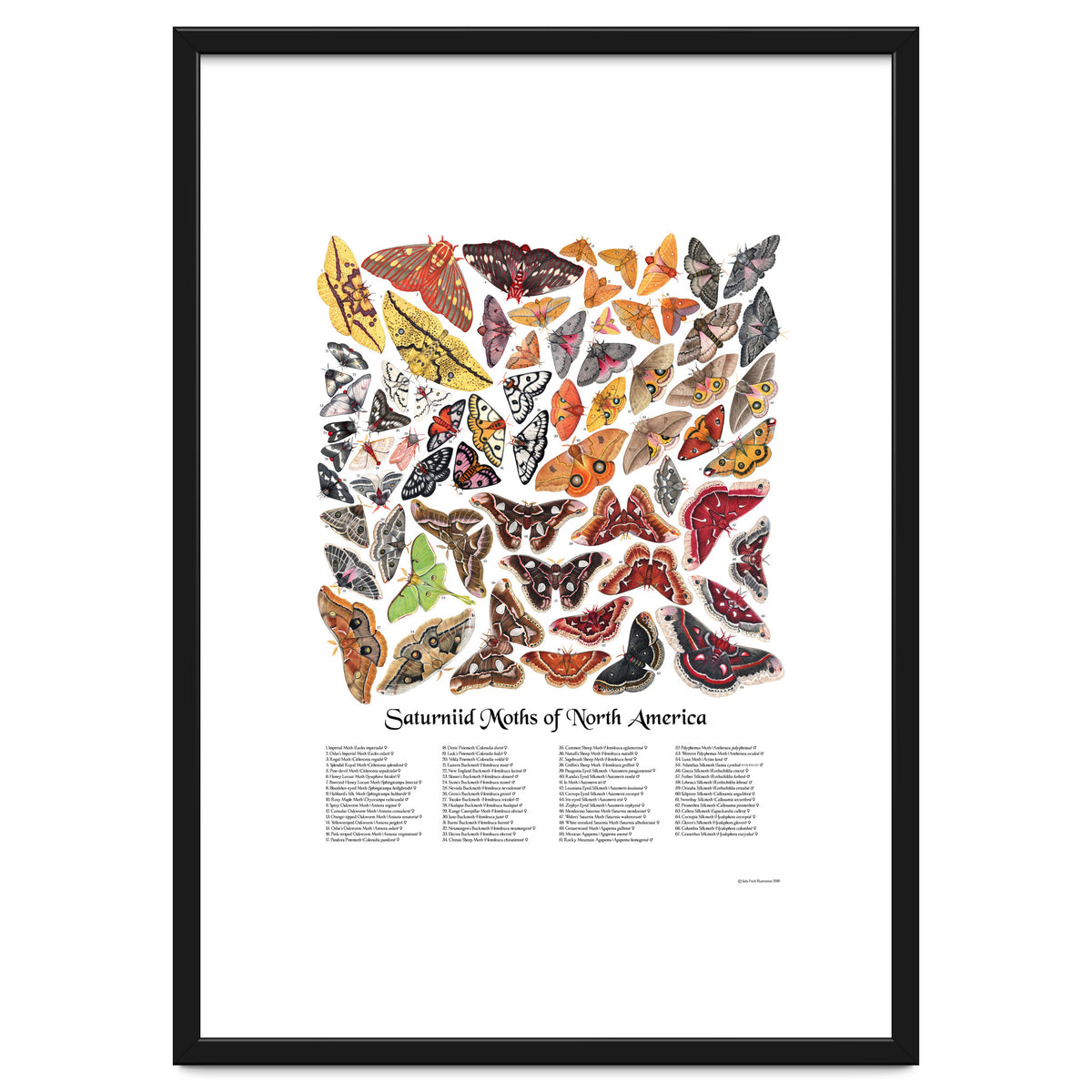 Saturniid Moths of North America