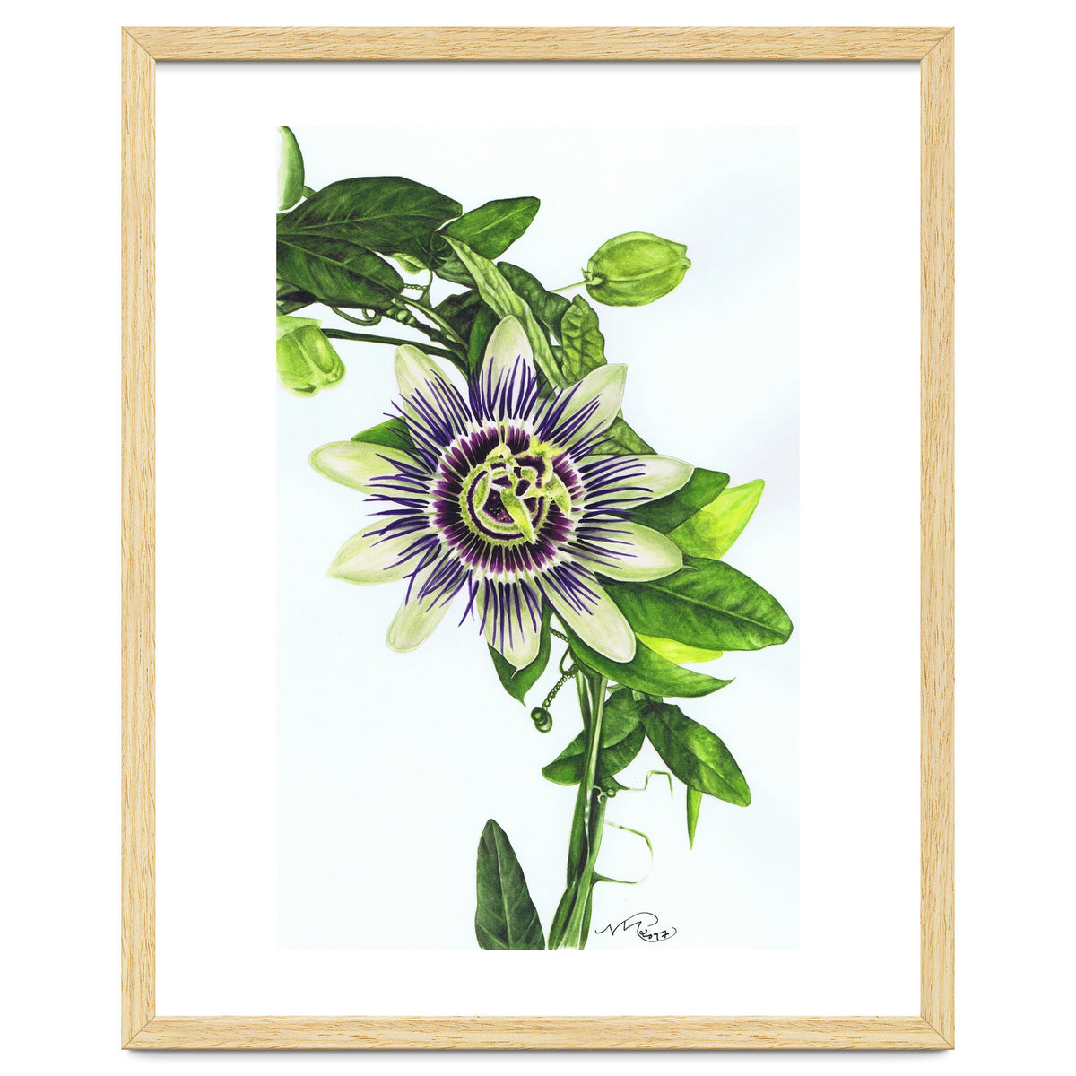 Passion Flower