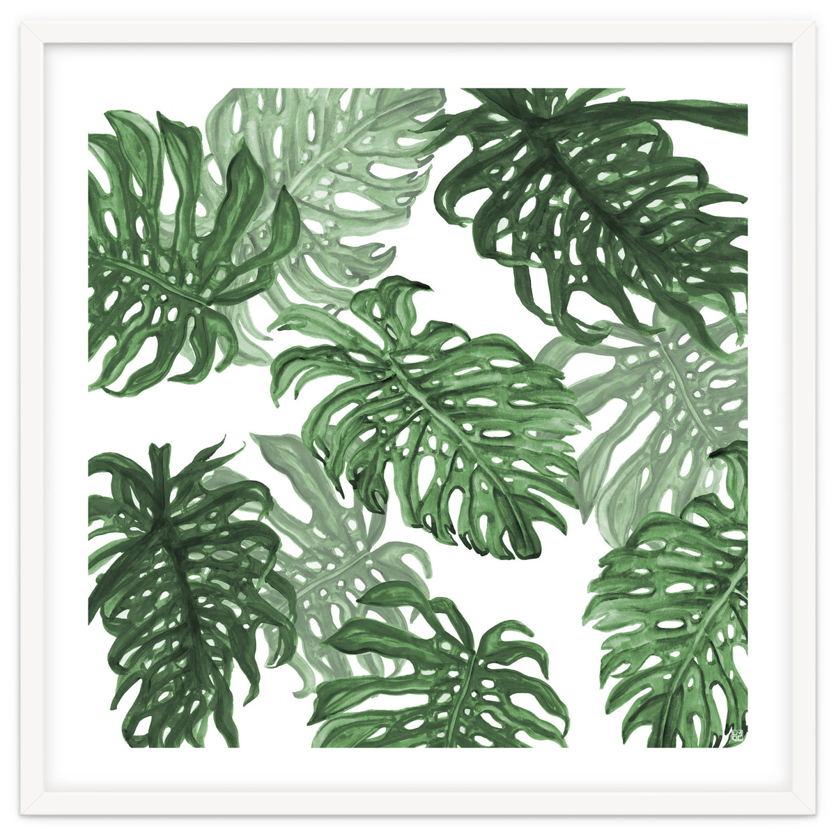 Monstera Deliciosa