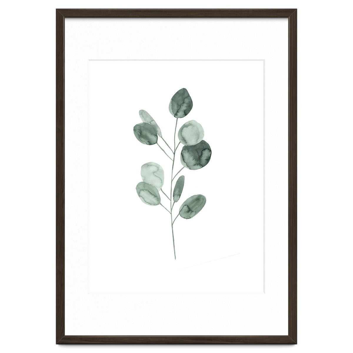 Botanical Illustration Eukalyptus2