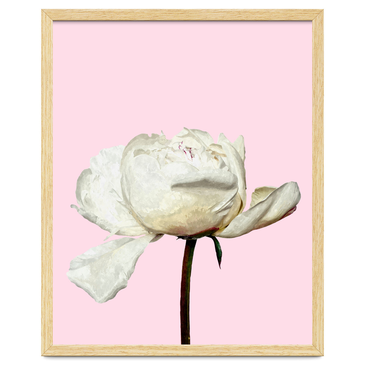 White Peony Pink Background