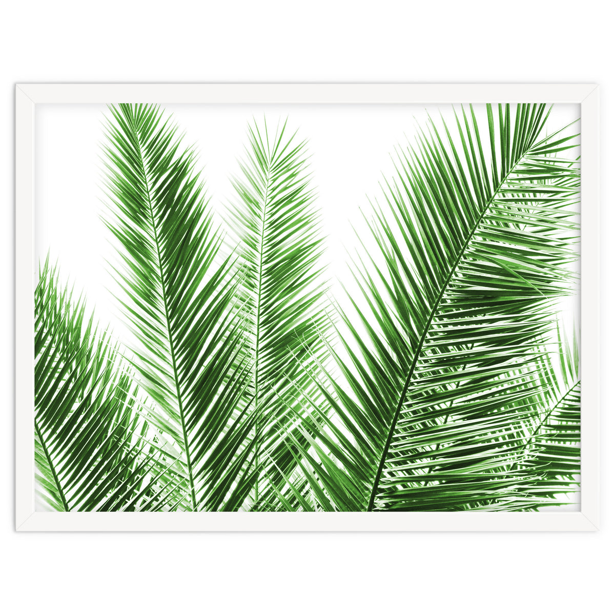 Palm Leaves