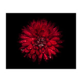Backyard Flowers 45 Color Version (Print Only) thumbnail