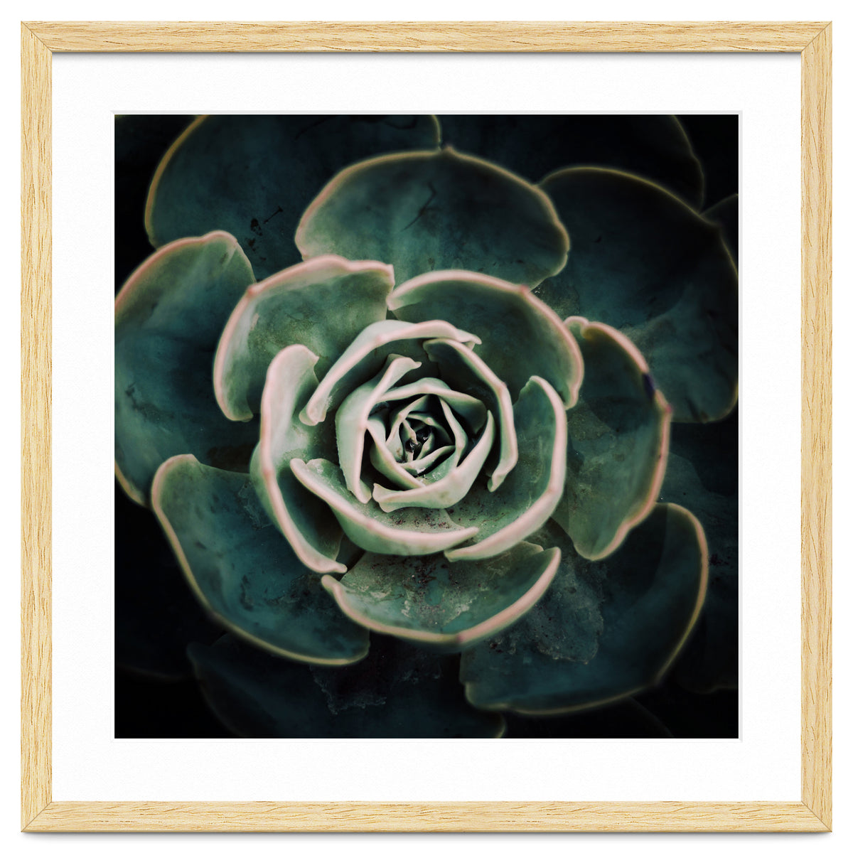 DARKSIDE OF SUCCULENTS IV-A