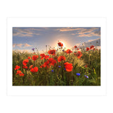 Poppies Light (Print Only) thumbnail