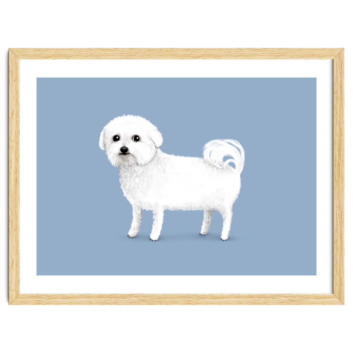 Bichon Frise