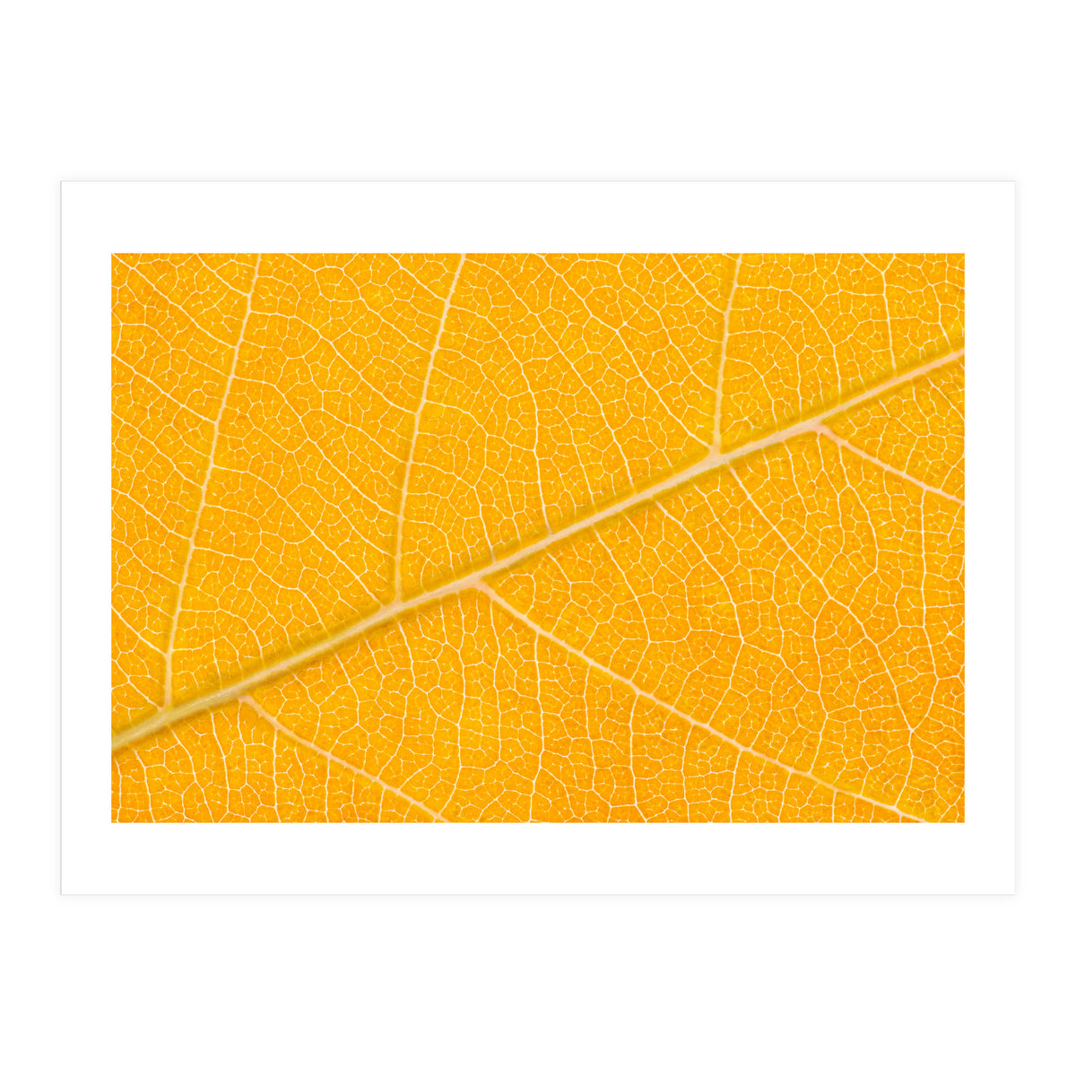 Autumn Leaf (Print Only)