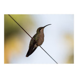 Colibri from Haïti (Print Only) thumbnail