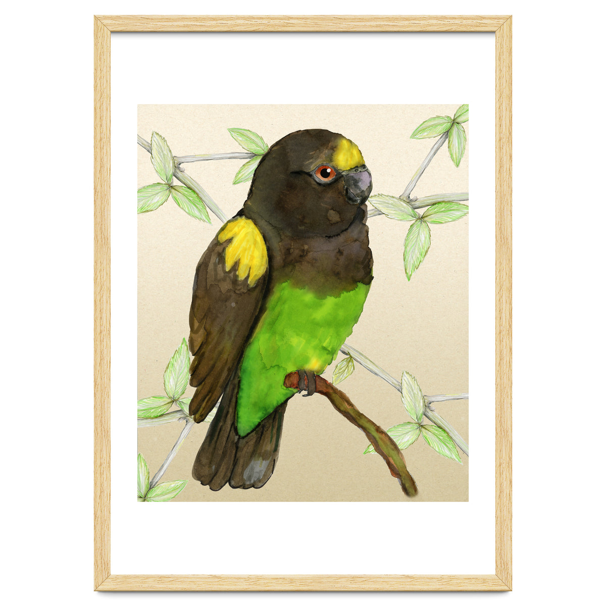 Meyer's parrot watercolor