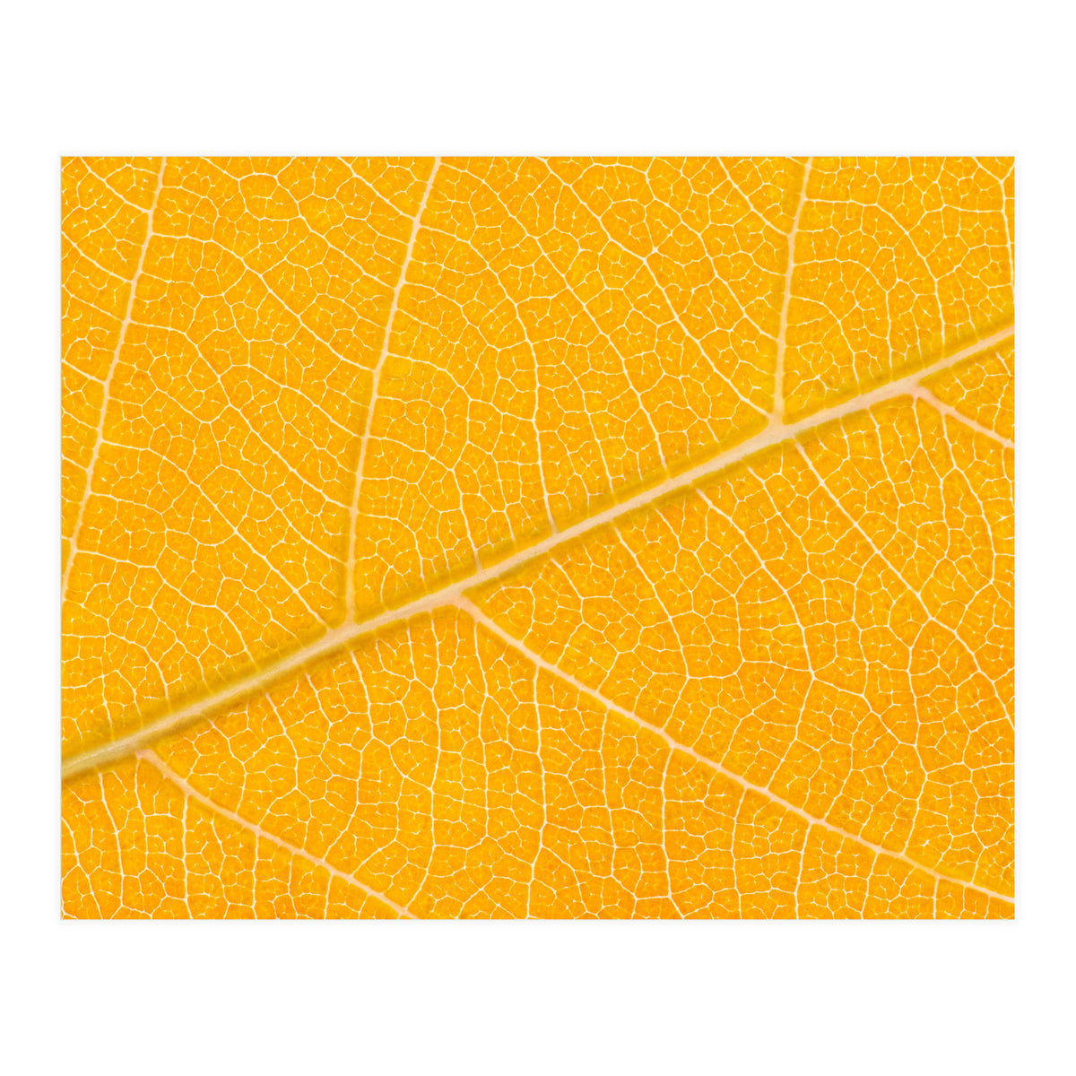 Autumn Leaf (Print Only)
