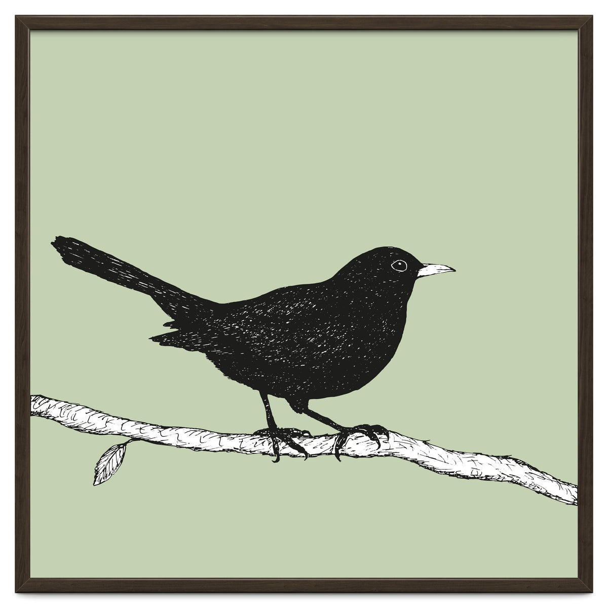Blackbird pen drawing