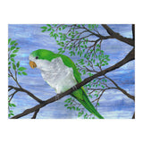 Quaker parrot (Print Only) thumbnail