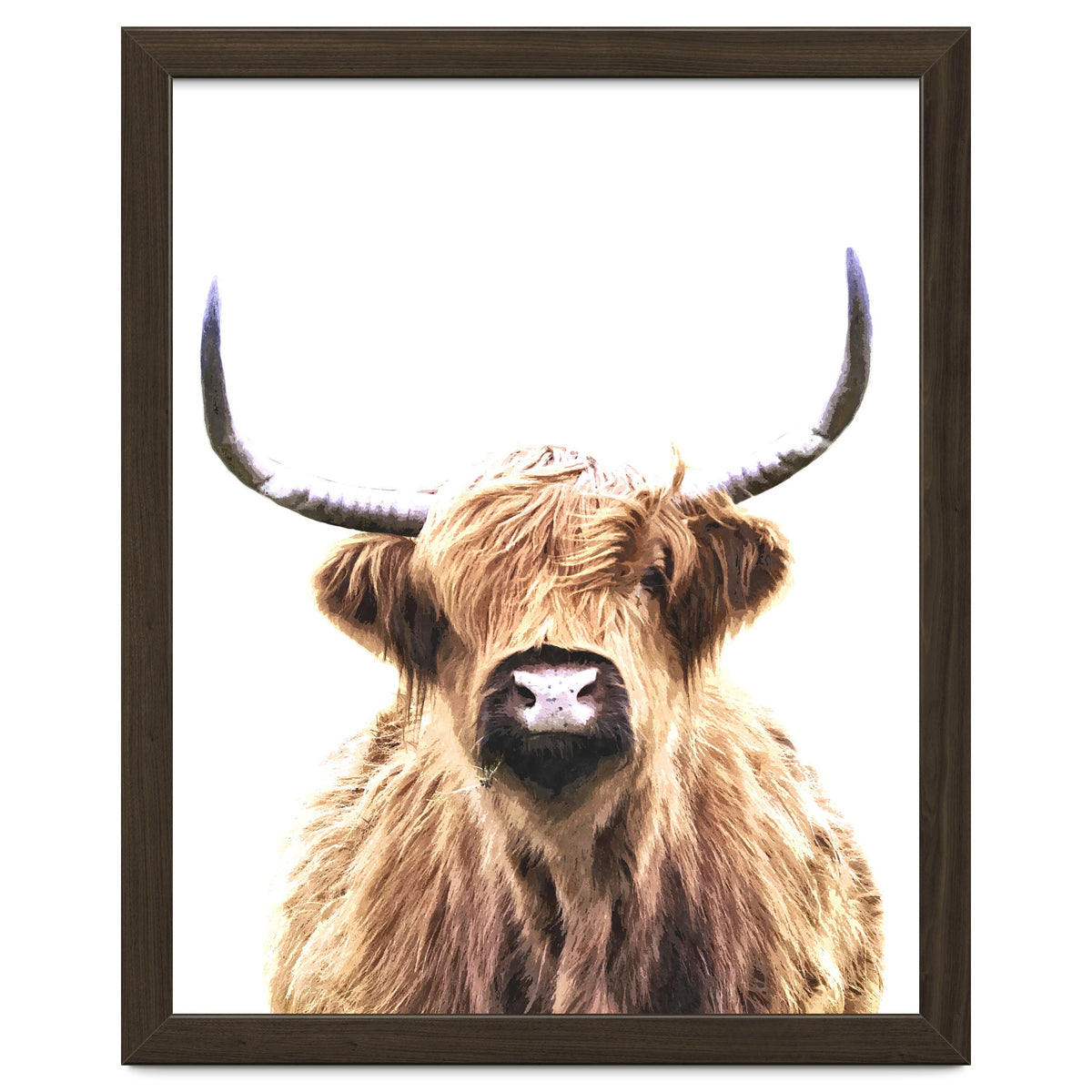 Highland Cow Portrait