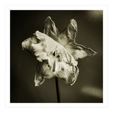 Wilting daffodil (Print Only) thumbnail
