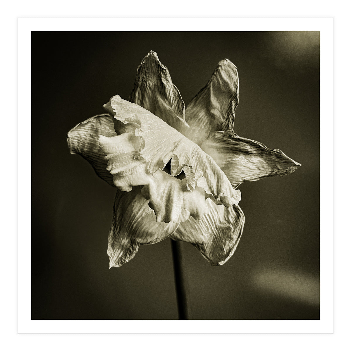 Wilting daffodil (Print Only)