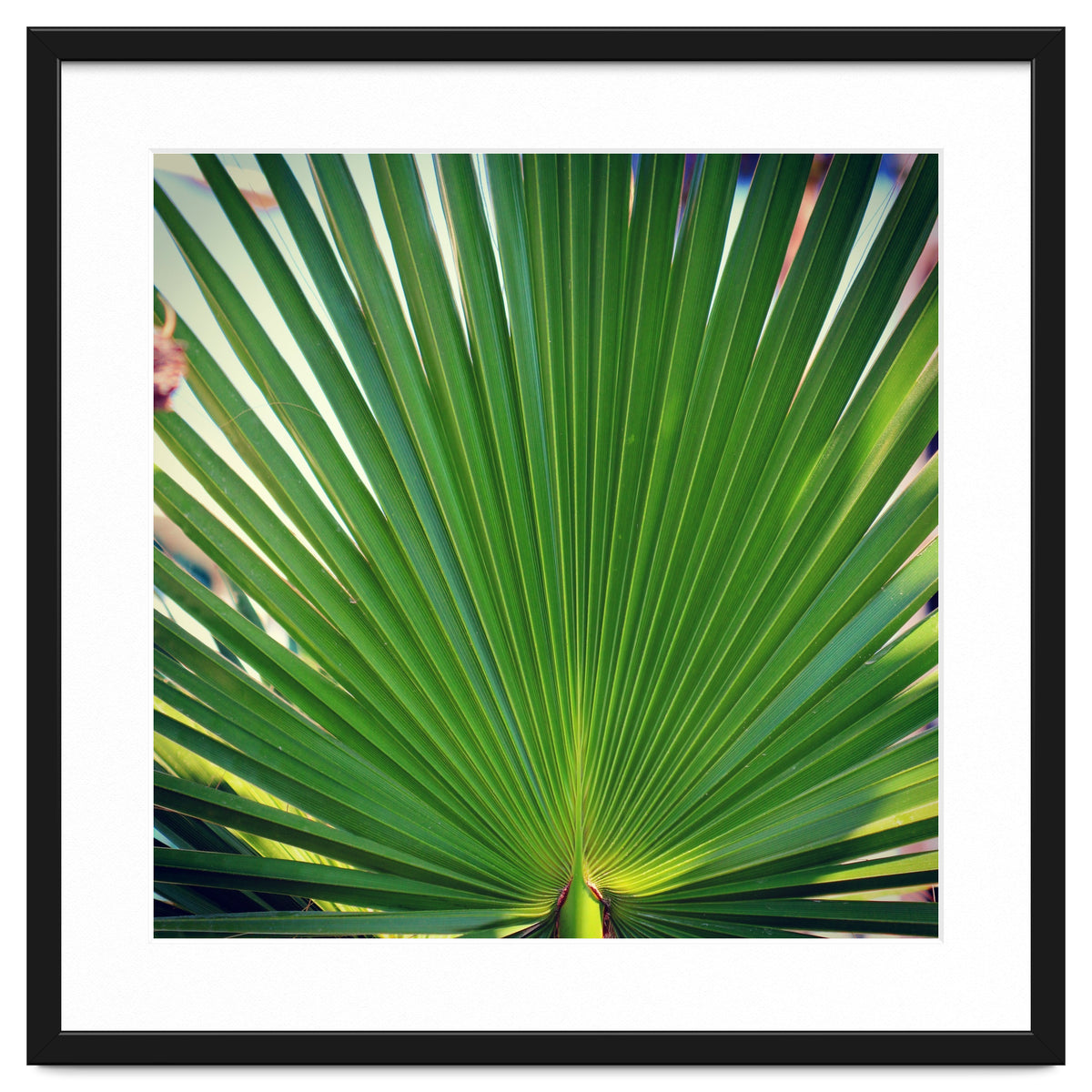palm leaf