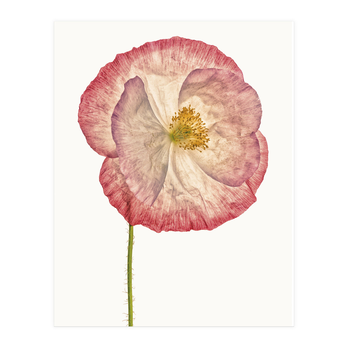 Cc Poppy 06 (Print Only)