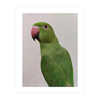 Cute Indian Parakeet (Print Only)