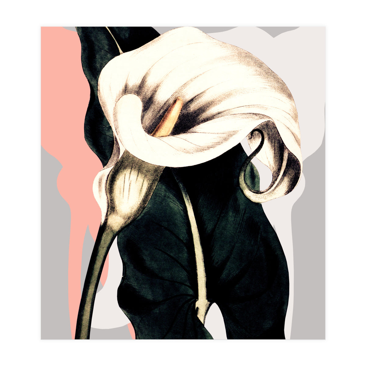 Calla lily flower (Print Only)