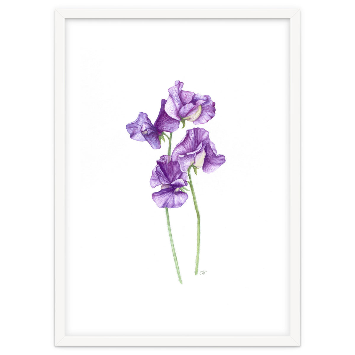 A Purple Posy Of Sweet Peas