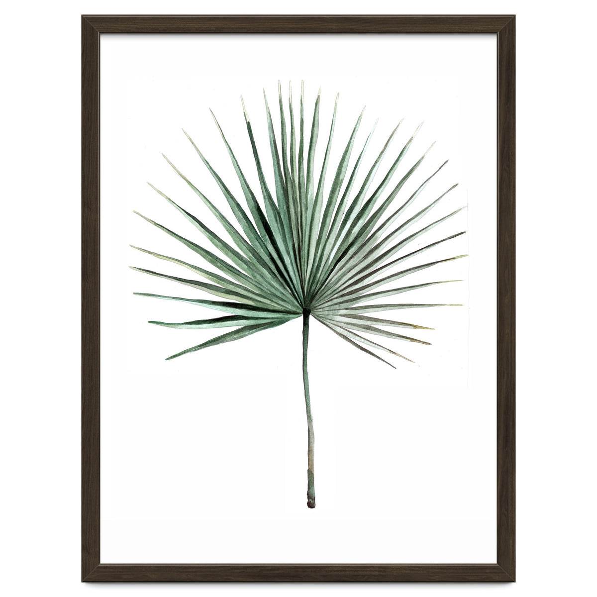 Botanical Illustration Fanpalm