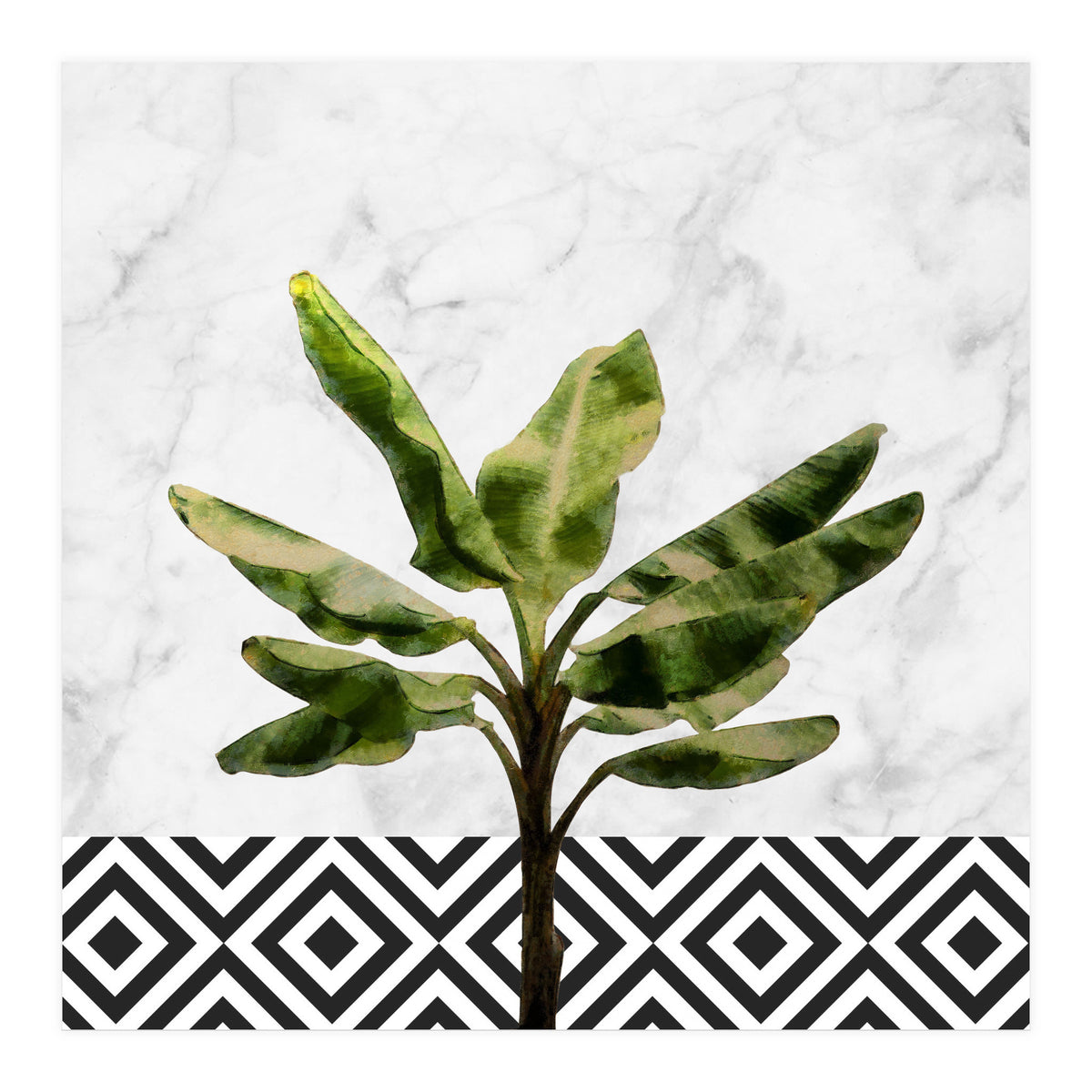 Banana Plant On White Marble And Checker Wall (Print Only)