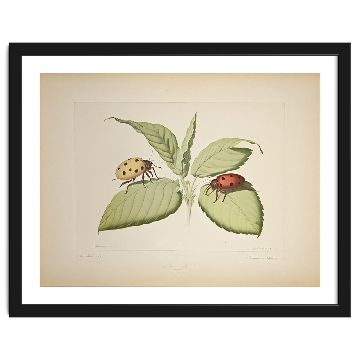 Vintage Ladybirds Illustration