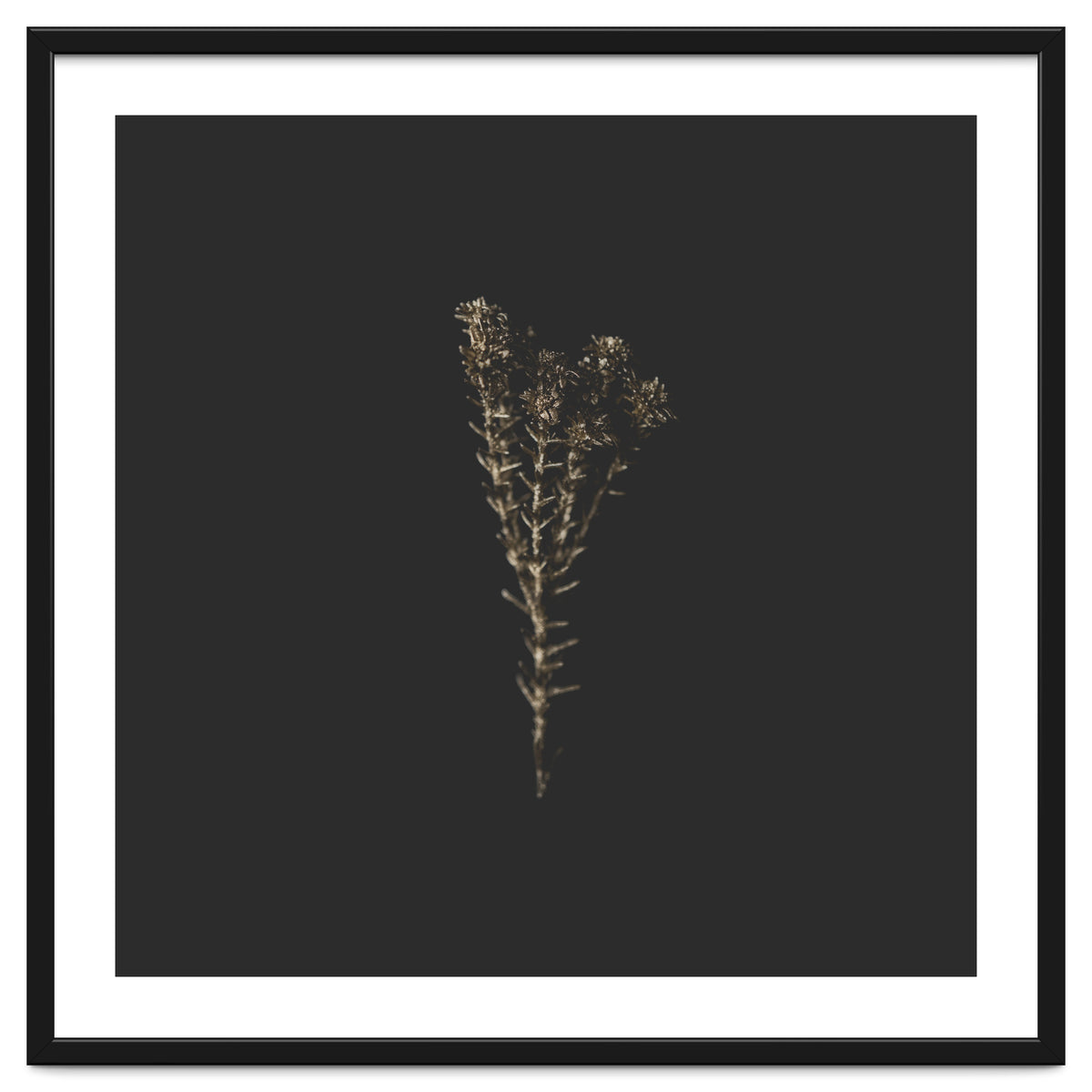Moody Golden Botanicals - Square