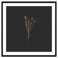 Moody Golden Botanicals - Square