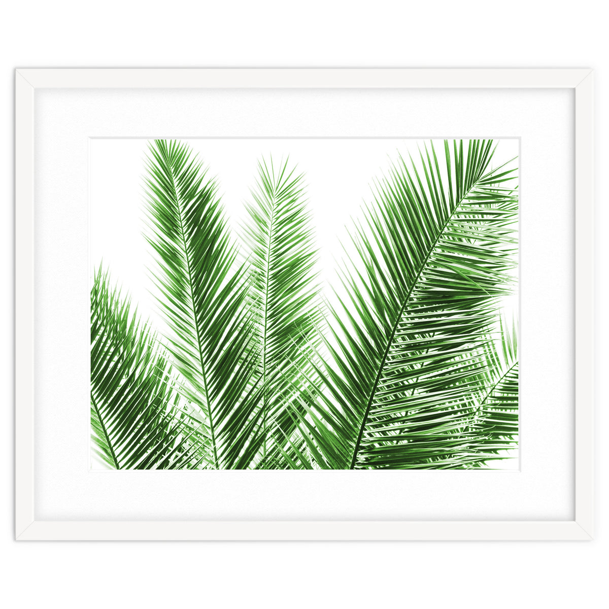 Palm Leaves