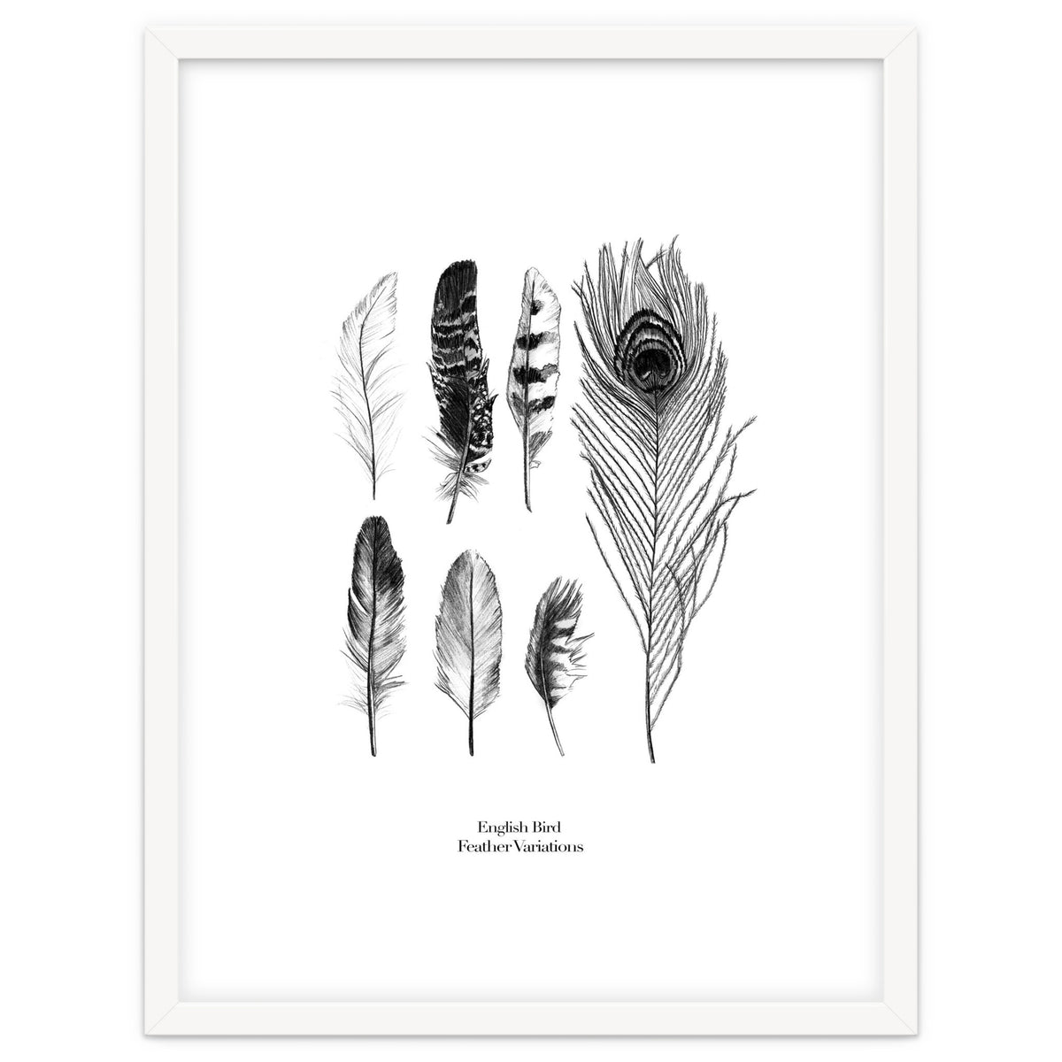 English Feather Variations