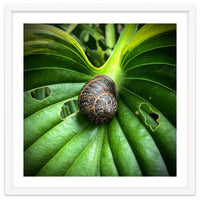 Snail on a hosta leaf