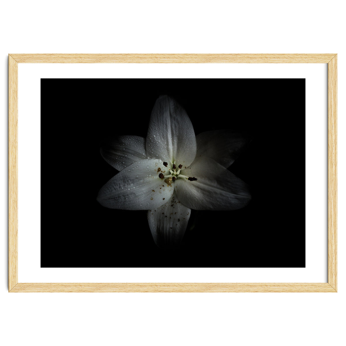 Backyard Flowers No 28 Color Version