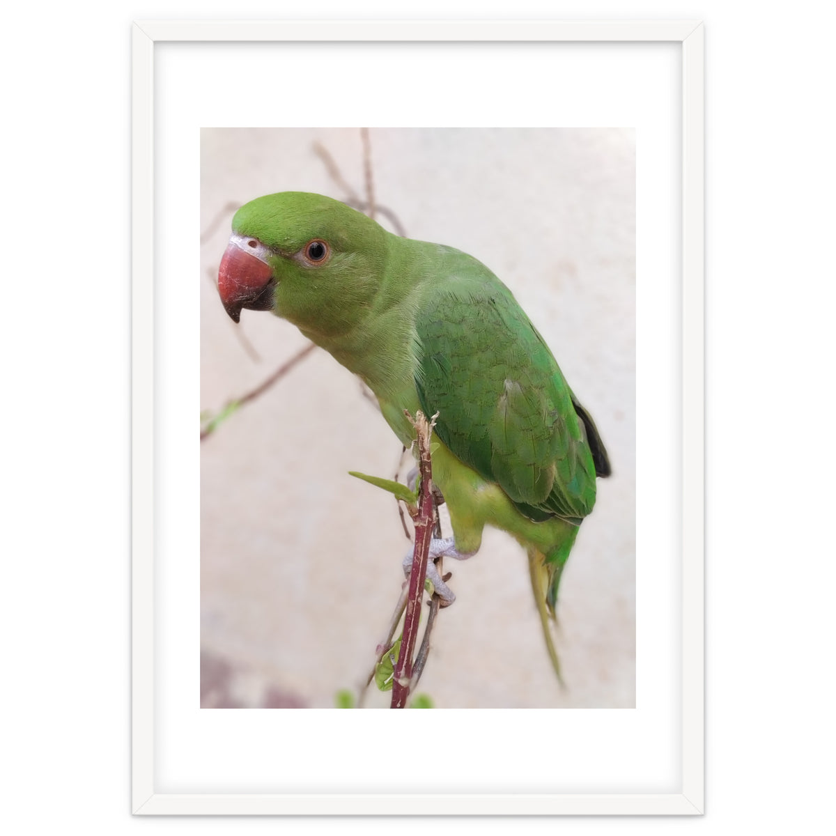 Lovely Indian Cute Parrot