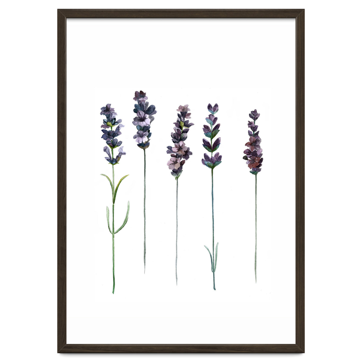 Botanical Illustration Lavender
