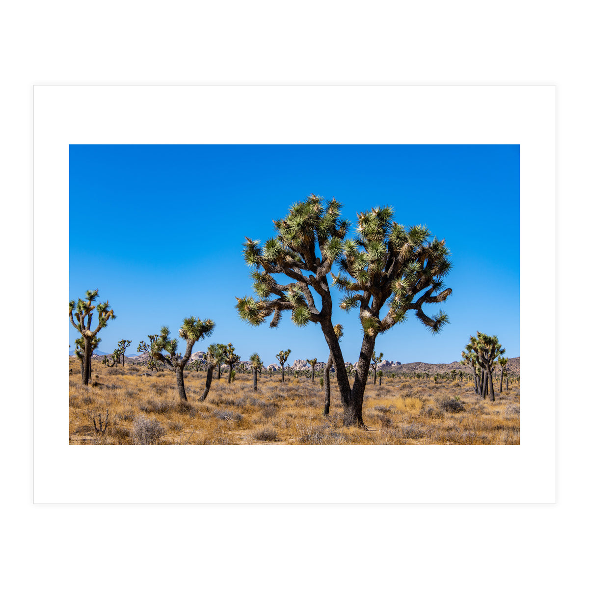 Joshua Trees (Print Only)
