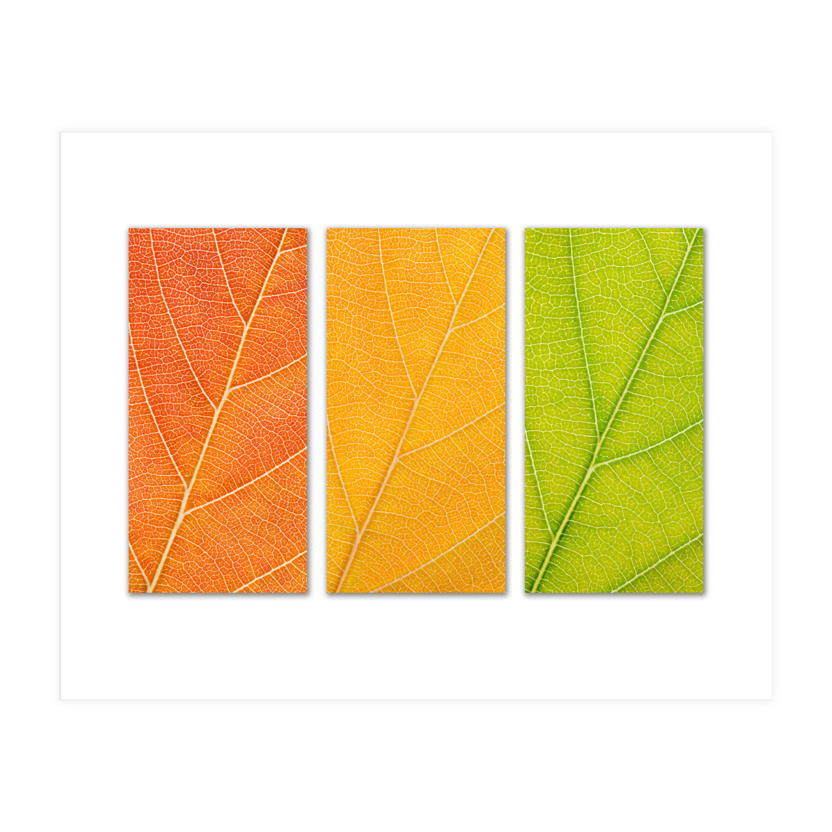 Autumn Leaves (Print Only)