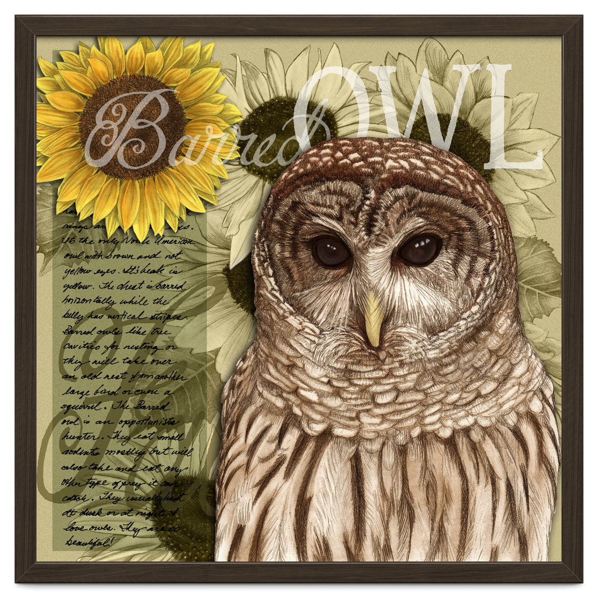 Sunflowers and Barred Owl