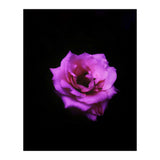 PINK ROSE IN DARK SPACE (Print Only) thumbnail