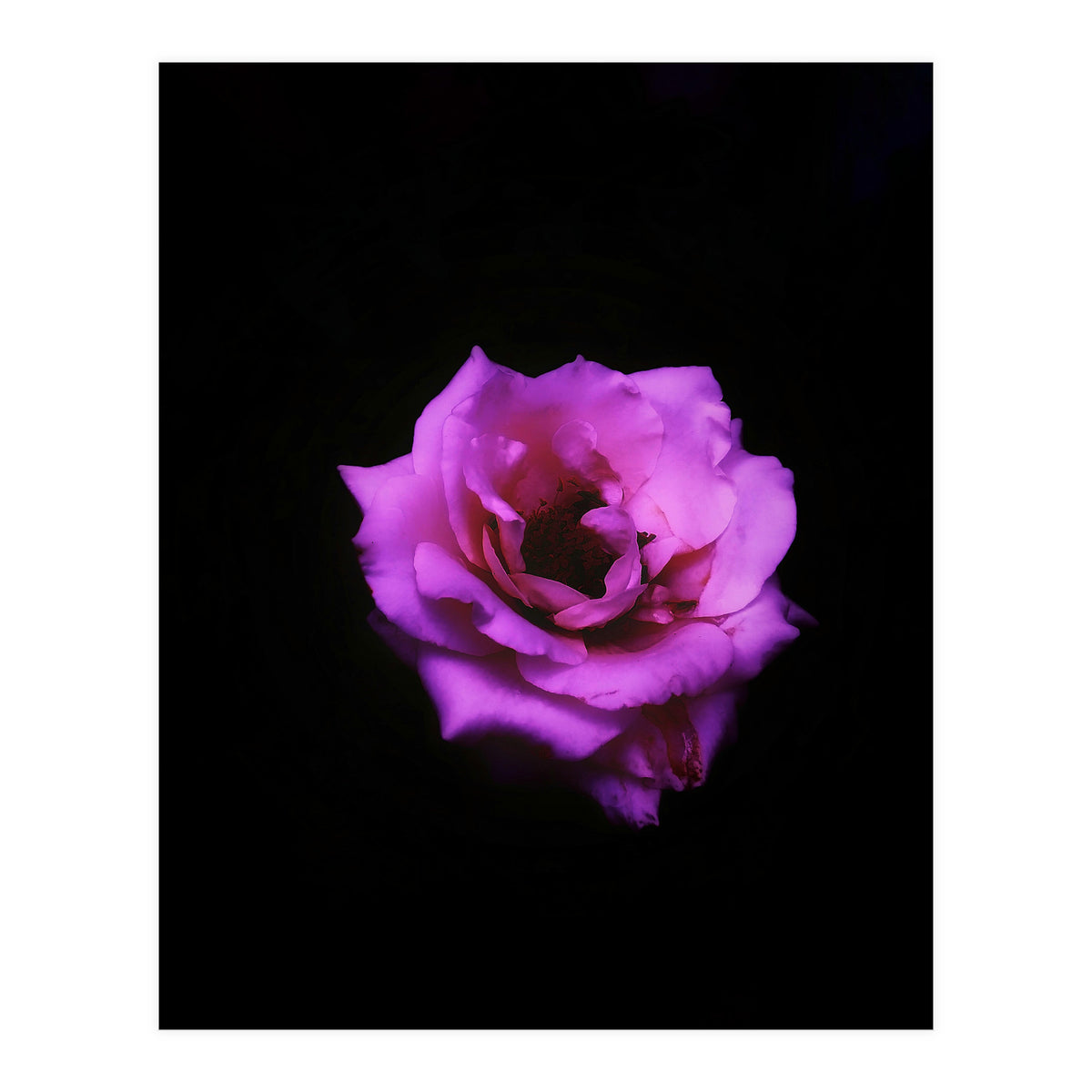 PINK ROSE IN DARK SPACE (Print Only)