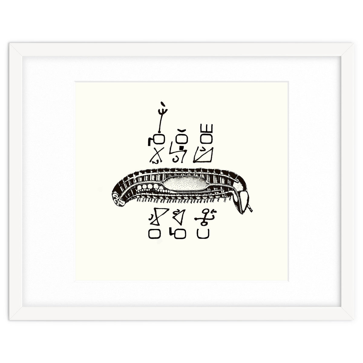 Diplopod David Felix